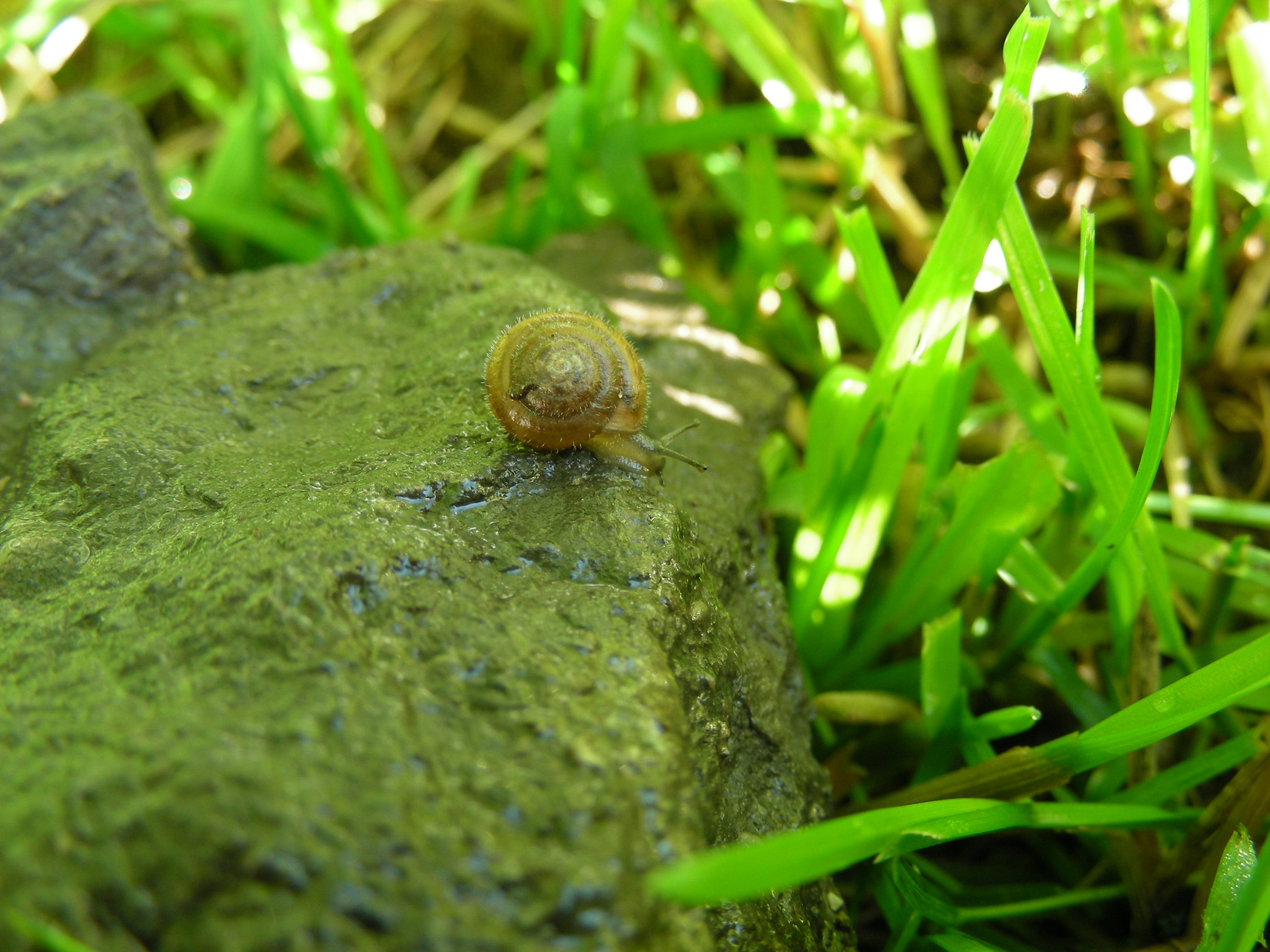 Snail I cf Trochulus hispidus Beaverbrook Kanata 30June2008 012 3.jpg