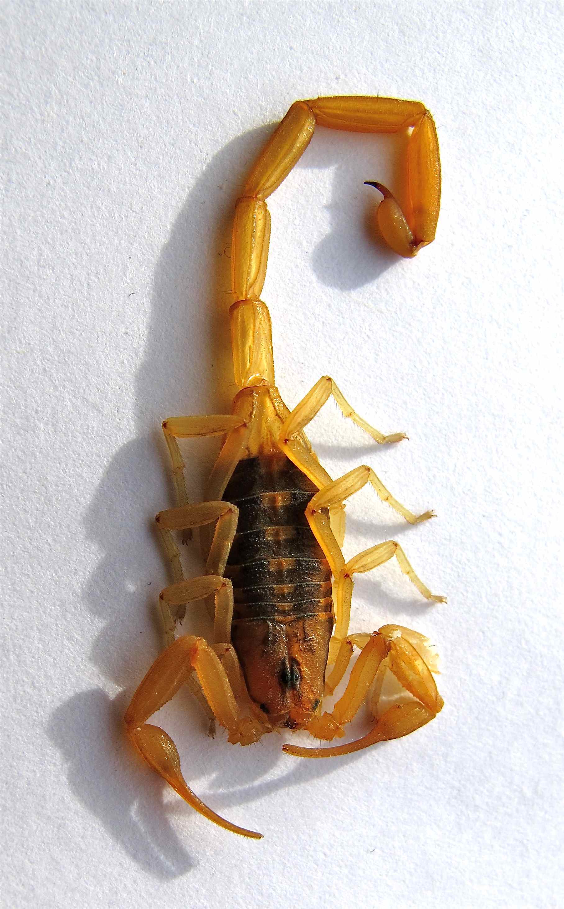 Arizona Bark Scorpion - Centruroides sculpturatus - dorsal view