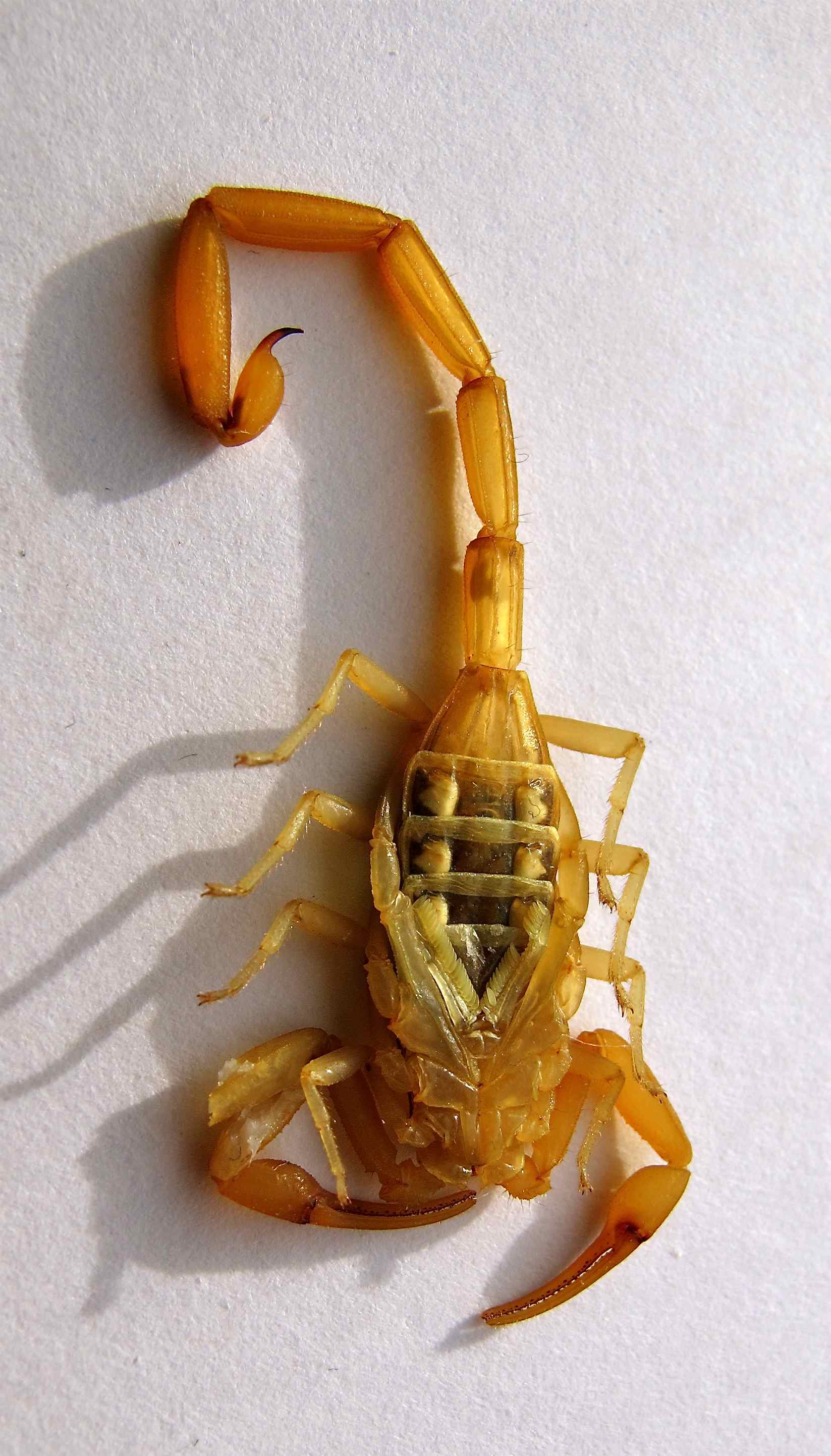 Arizona Bark Scorpion - Centruroides sculpturatus - ventral view