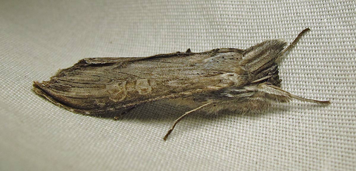 Cucullia (species?) - Hooded Owlet (which species?)