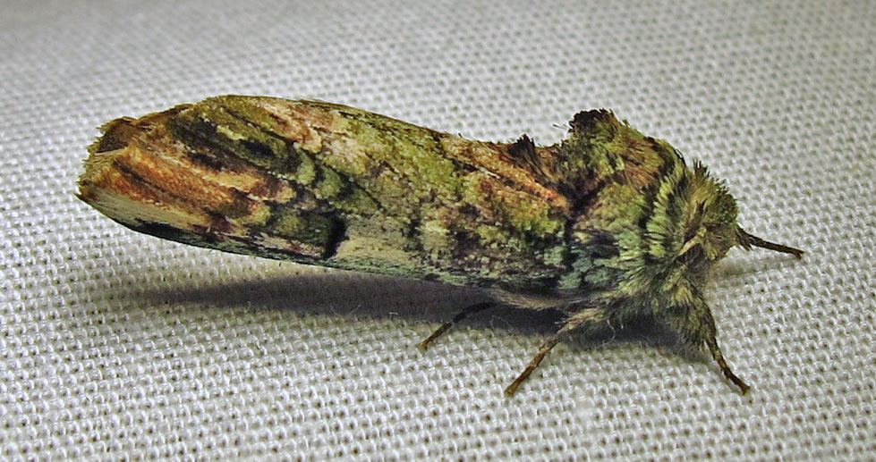 Schizura unicornis - 8007 - Unicorn Caterpillar Moth