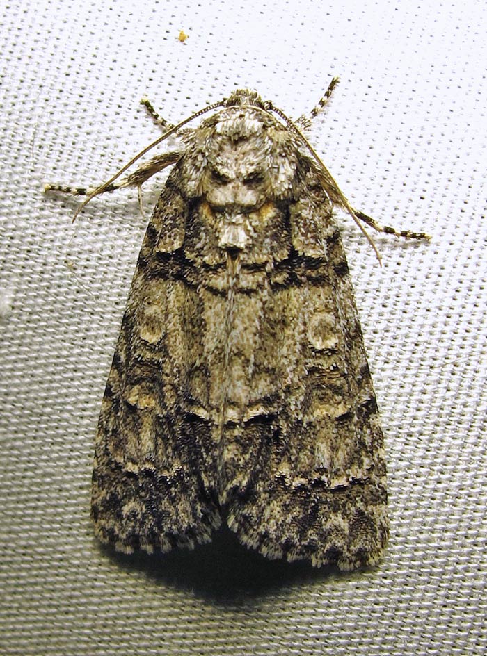 moth-03-07-2010-222.jpg