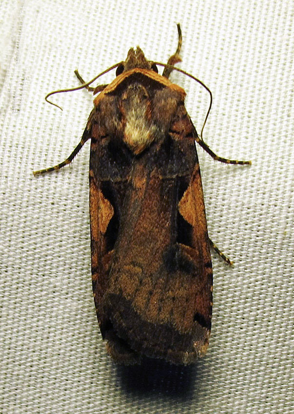 moth-05-07-2010-104.jpg