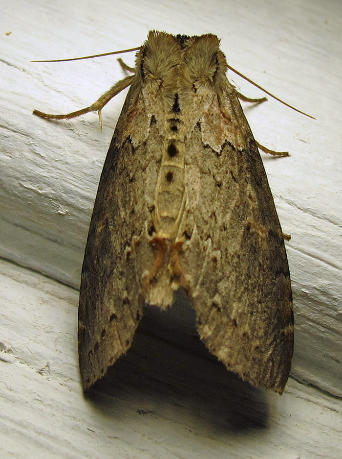  Pseudothyatira cymatophoroides - 6237 - Tufted Thyatirid - view 2