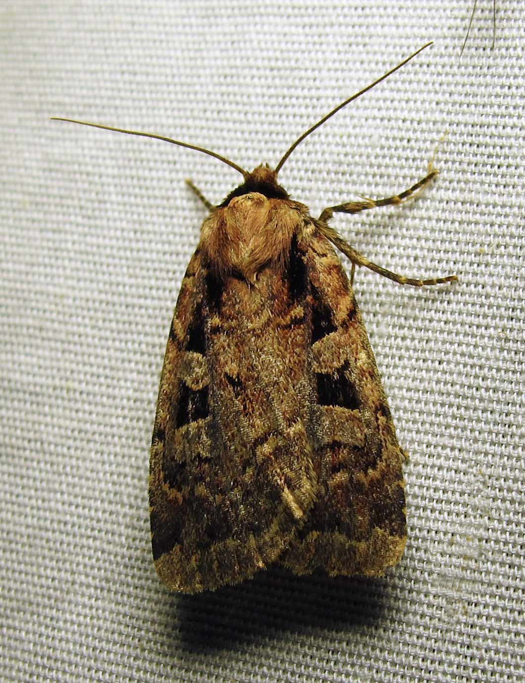 moth-08-07-2010-225.jpg