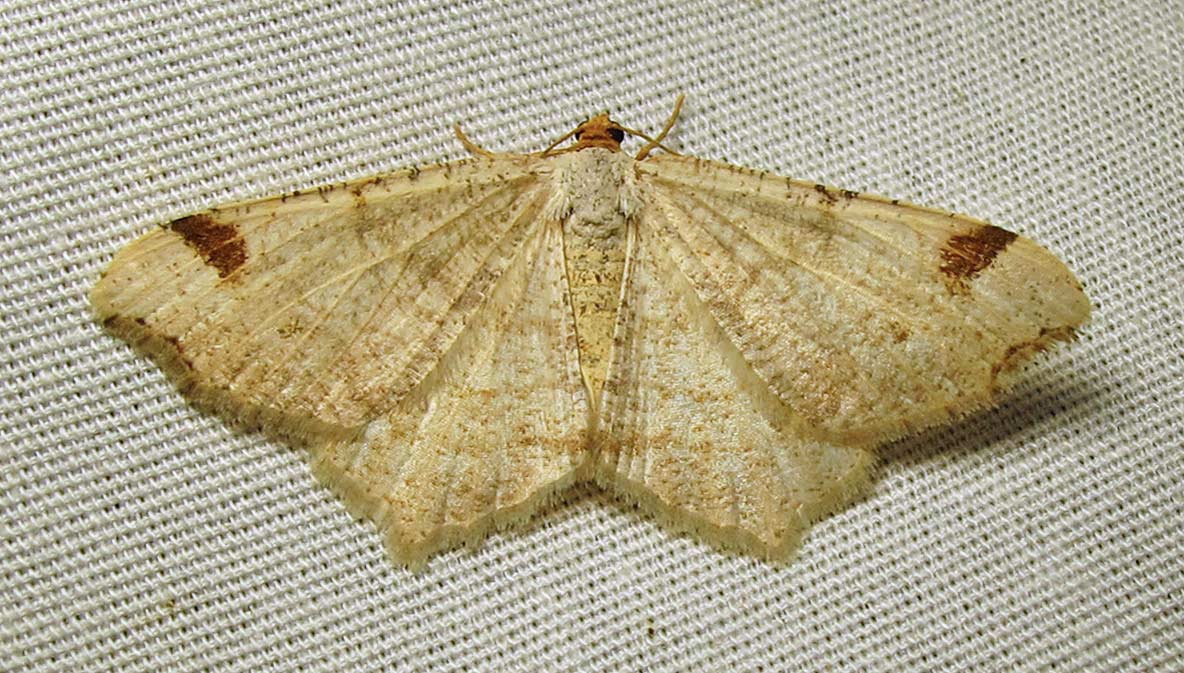 Macaria bisignata - 6342 - Red-headed Inchworm Moth