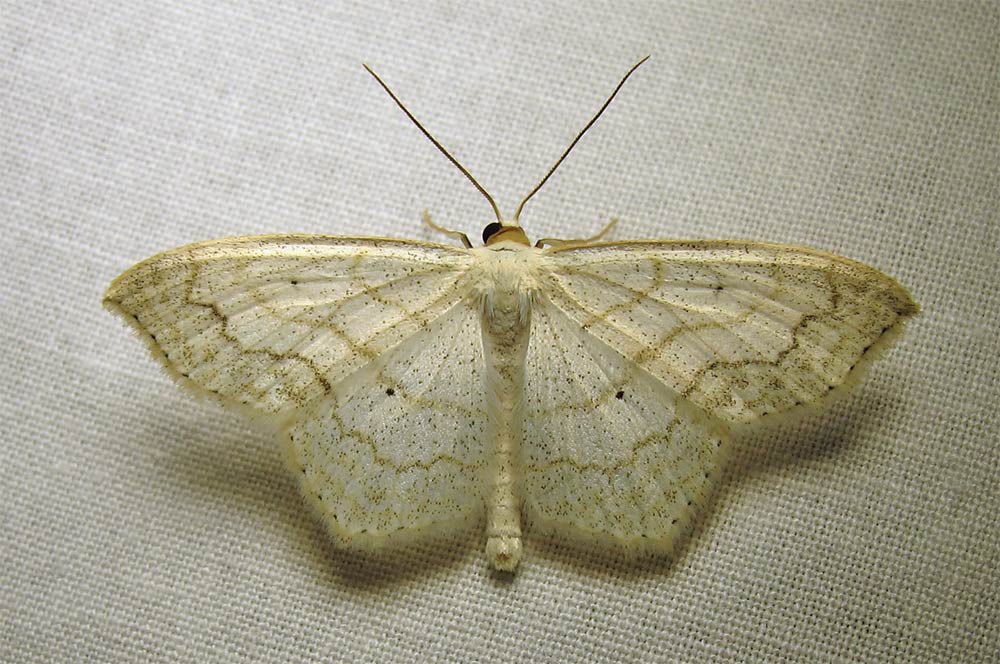 Scopula limboundata - 7159 - Large Lace-border moth photo - Bev Wigney ...