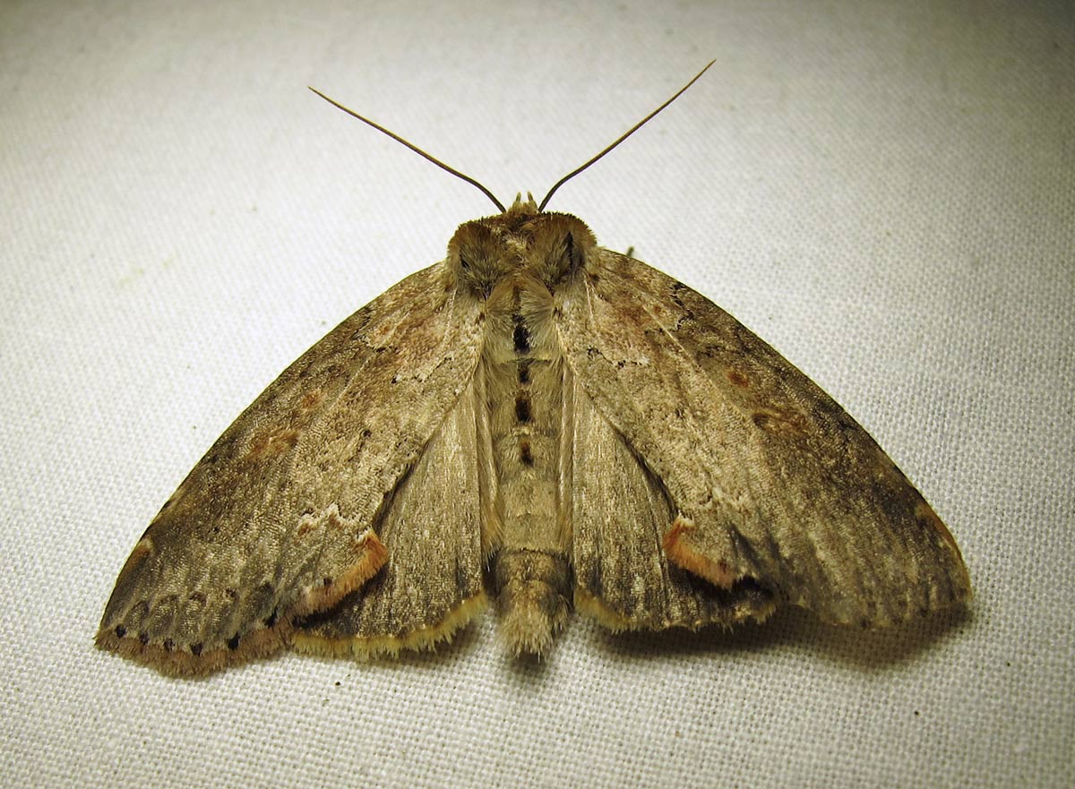 Pseudothyatira cymatophoroides - 6237 - Tufted Thyatirid