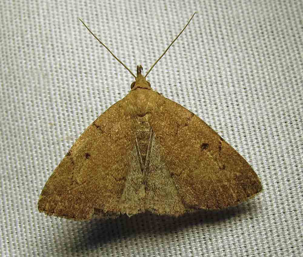moth-23-07-2010-1004.jpg