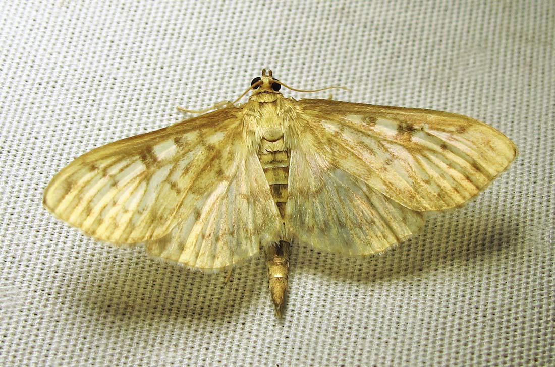 moth-23-07-2010-1006.jpg