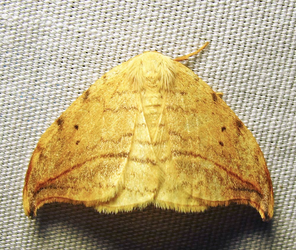 Drepana arcuata - 6251 - Arched Hooktip Moth