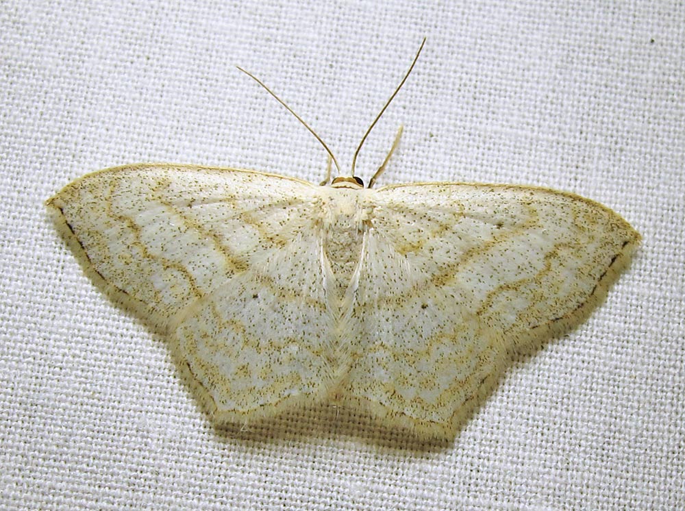 moth-24-07-2010-1115.jpg