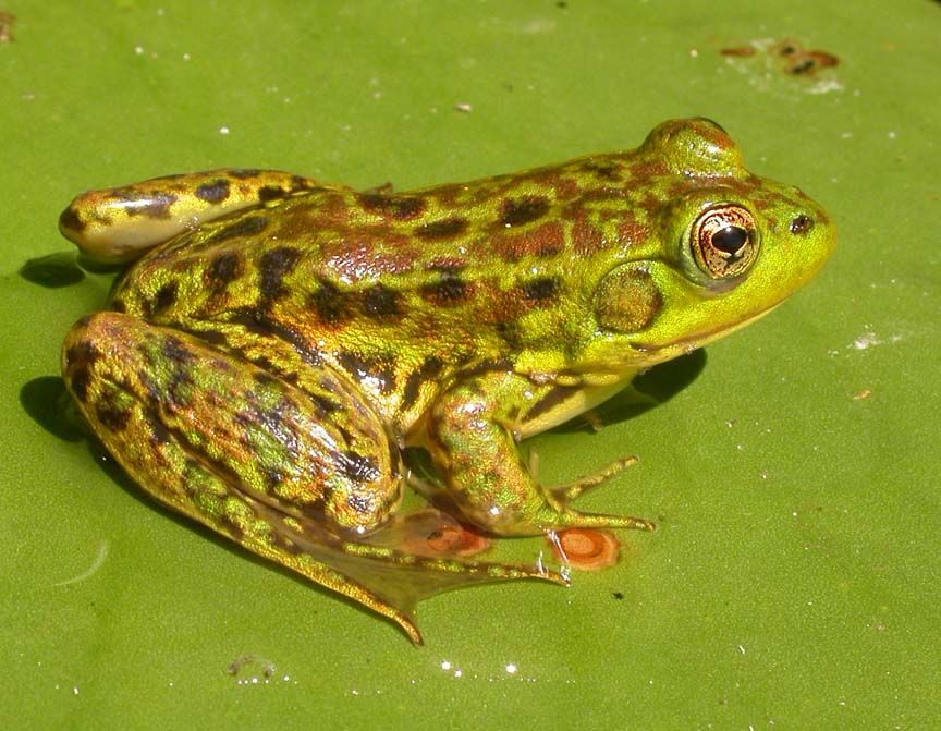 Rana septentrionalis - Mink frog