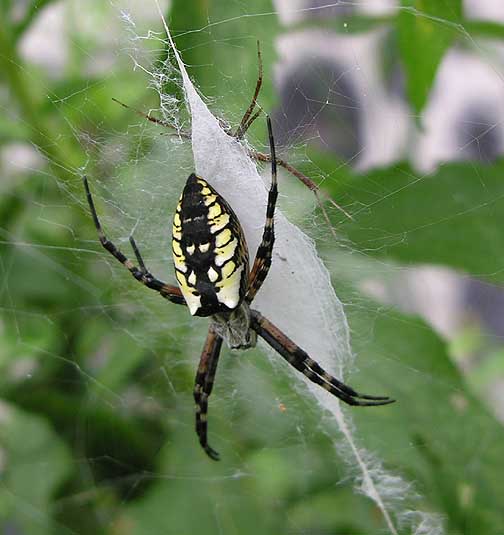 Argiope aurantia - male and female on web