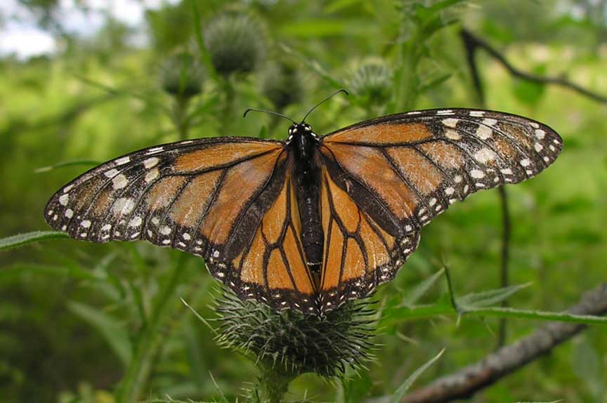 Monarch with worn wings