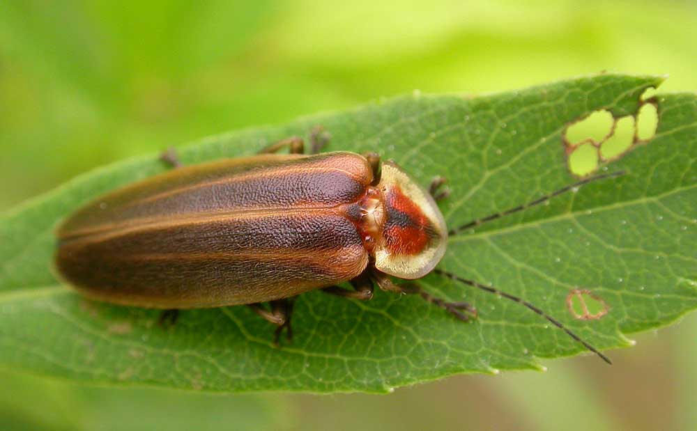 firefly - view 2