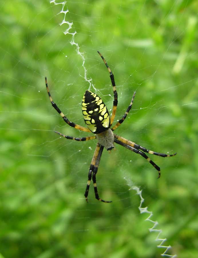 Argiope aurantia with stabilimentum