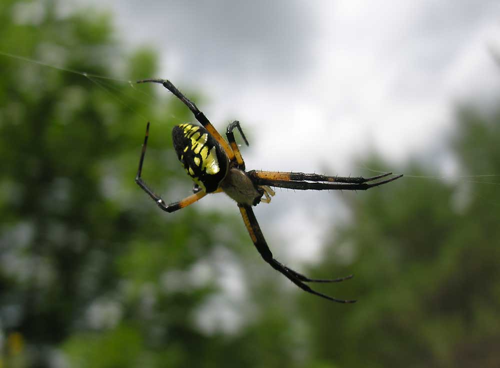 Argiope aurantia on long web line