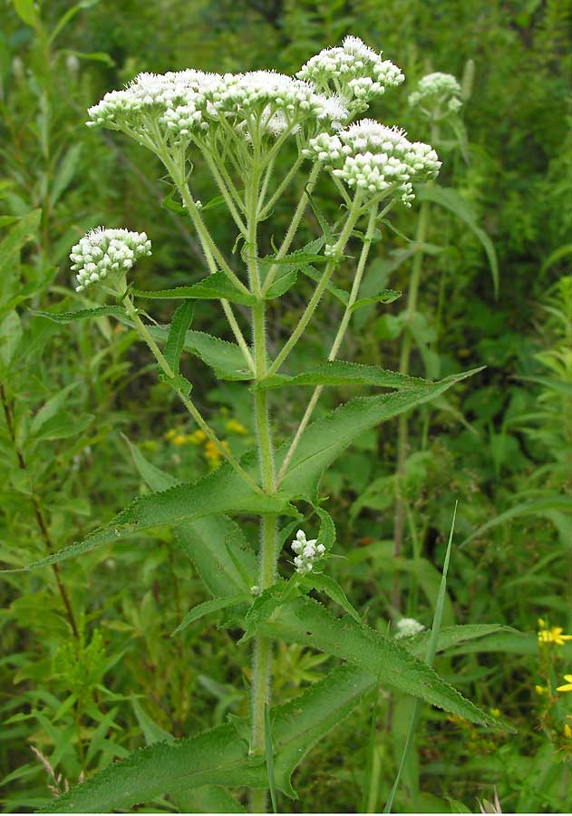 Boneset - Eupatorium perfoliatum