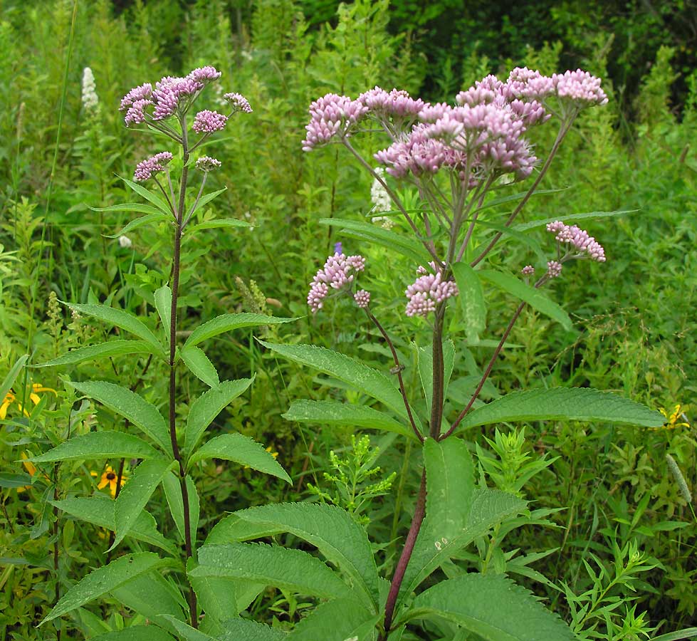 Spotted Joe-pye Weed - Eupatorium maculatum