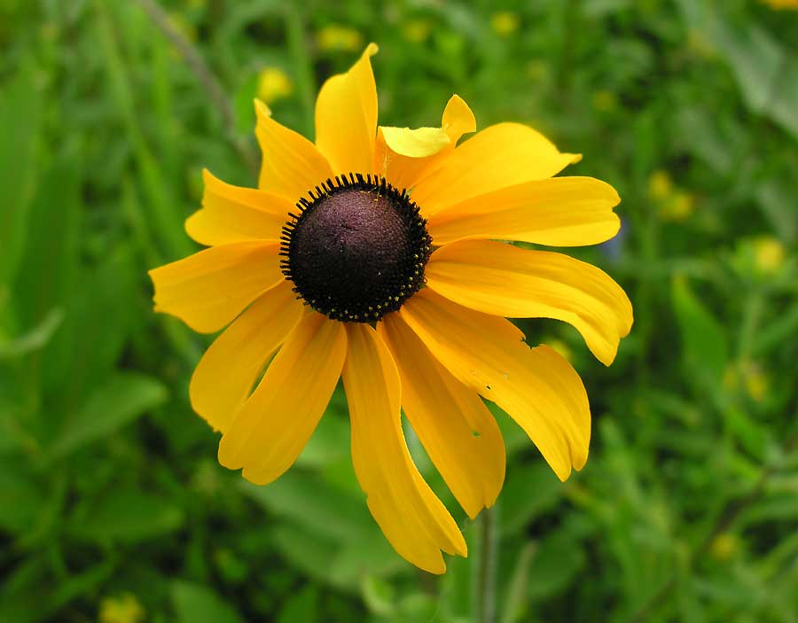Rudbeckia hirta - Black-eyed Susan