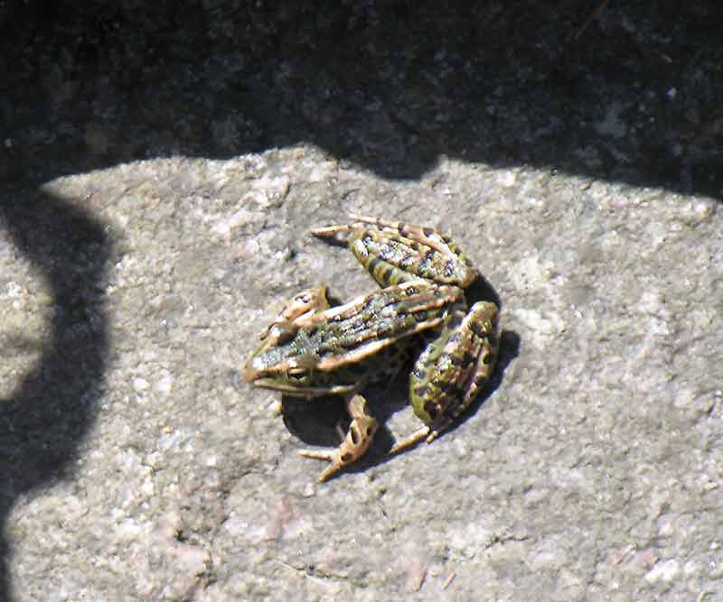 Rana pipiens - Leopard Frog