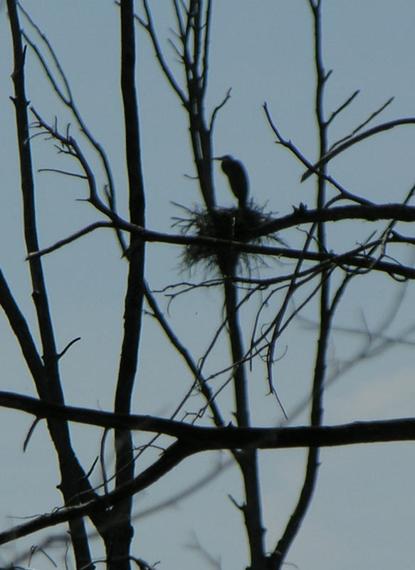 Ardea herodias- Great Blue Heron on nest