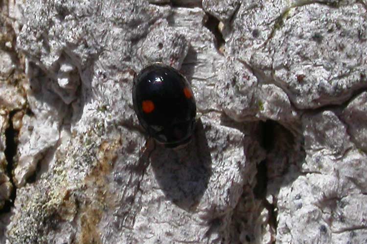 Adalia bipunctata - Twice-stabbed Lady Beetle