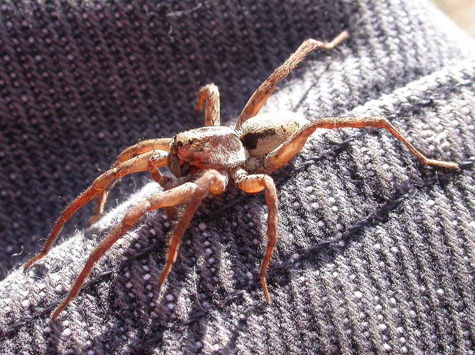 Wolf Spider #3 - not yet IDd - view 1