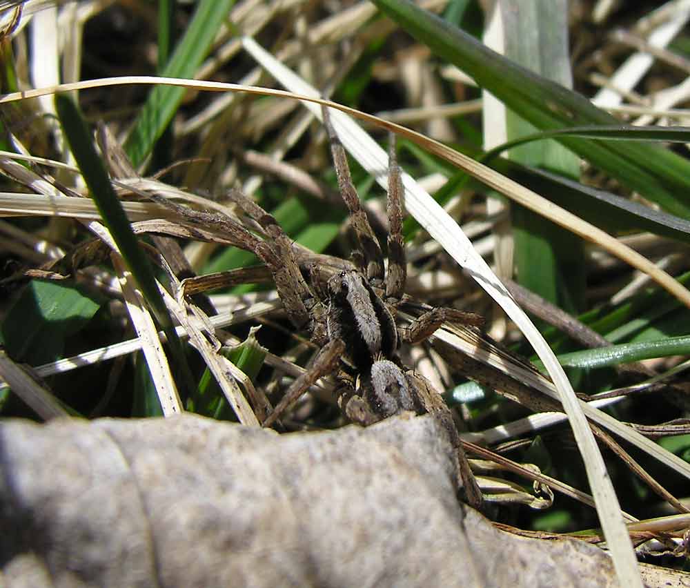 Wolf Spider #4 - not yet IDd