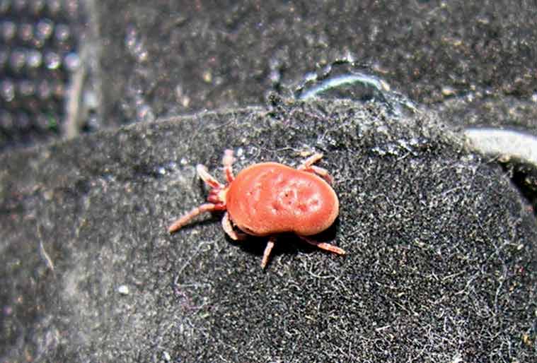 Velvet Mite - not yet IDd