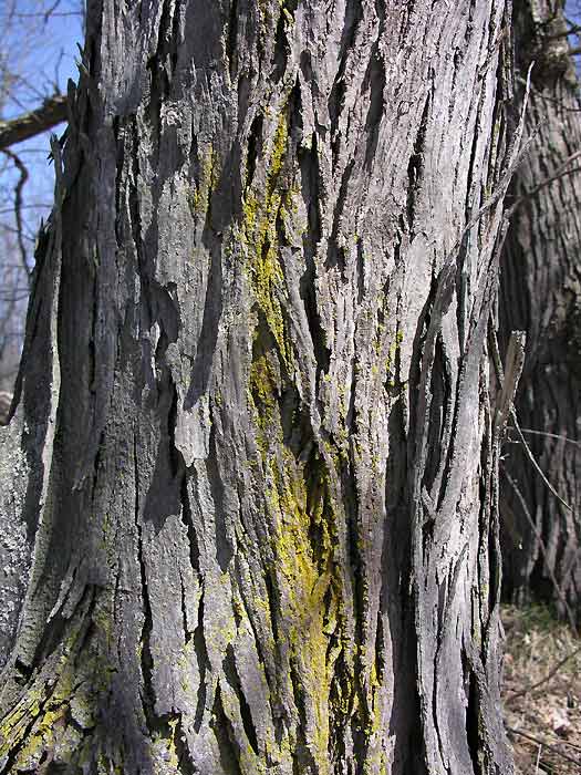 Carya ovata - Shagbark Hickory