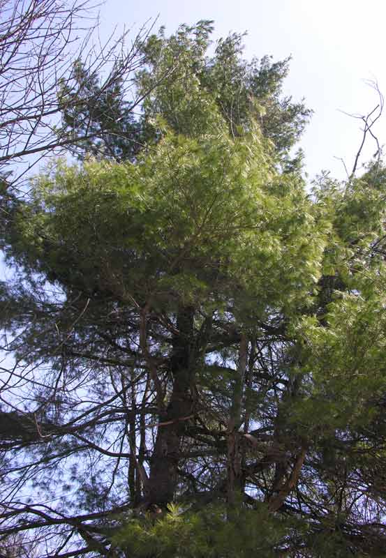 Pinus strobus - White Pine