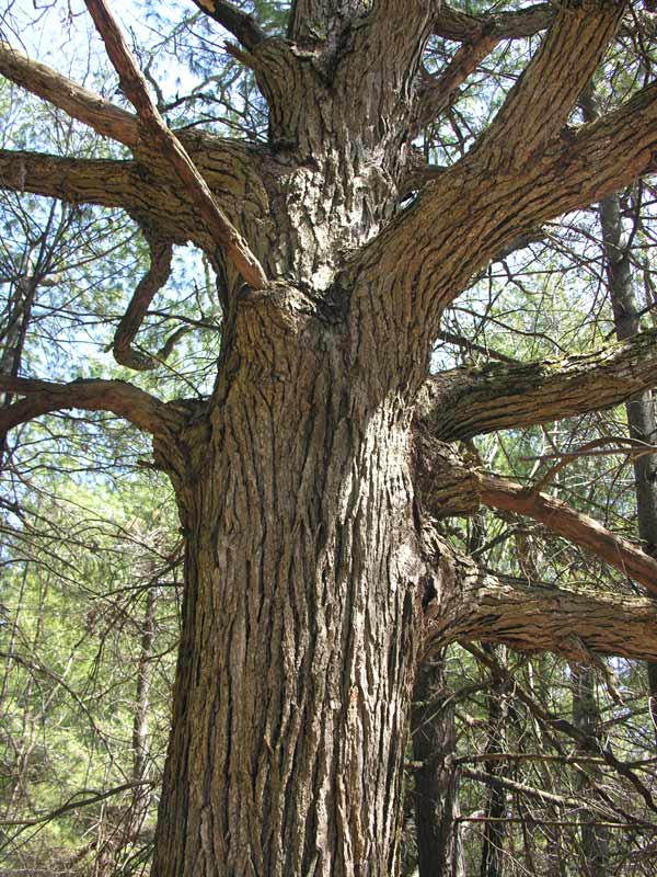 Quercus macrocarpa - Bur Oak