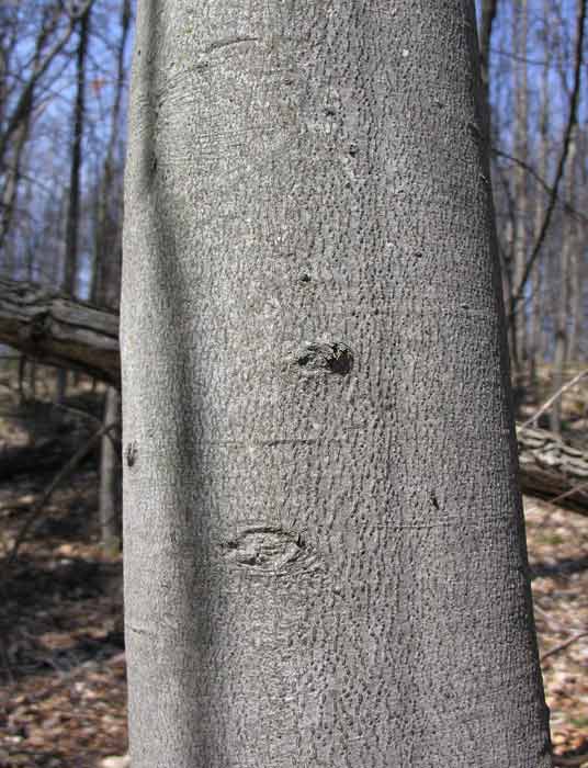 Fagus grandifolia - American Beech