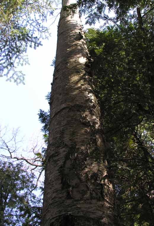 Betula papyrifera - Paper Birch