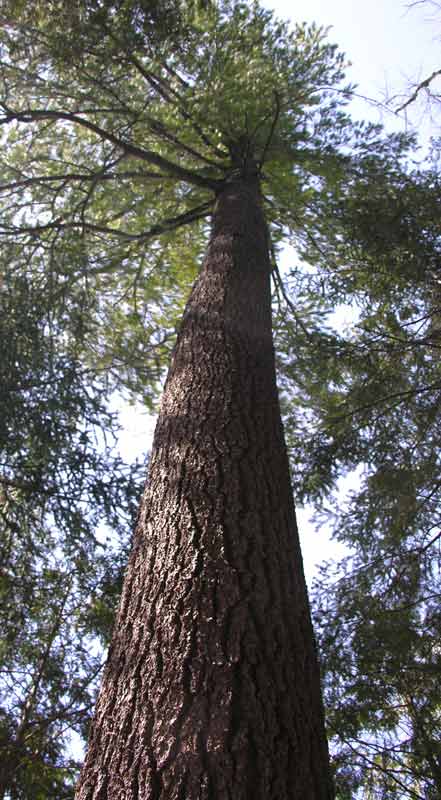 Pinus strobus - White Pine