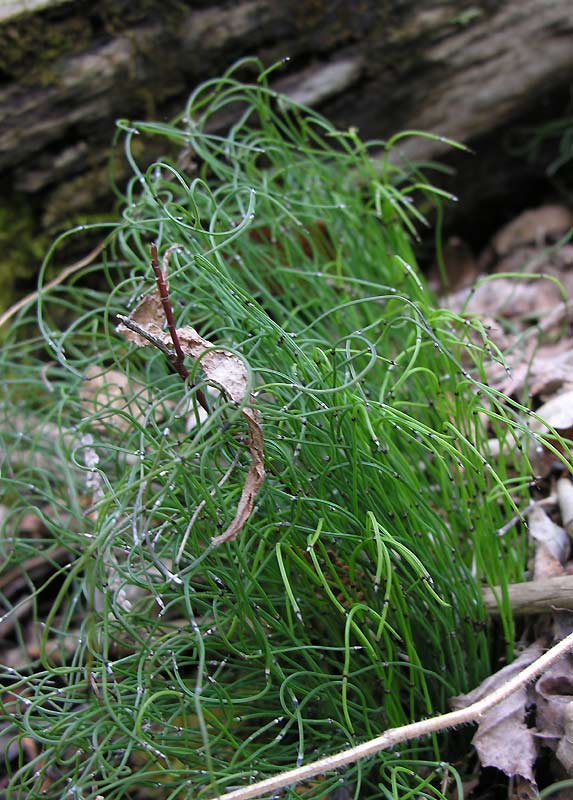 Equisetum scirpoides - Dwarf Scouring Rush