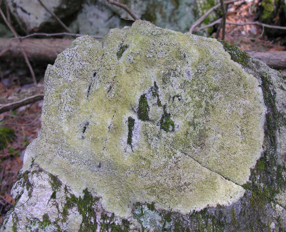 Rock lichen - not IDd yet