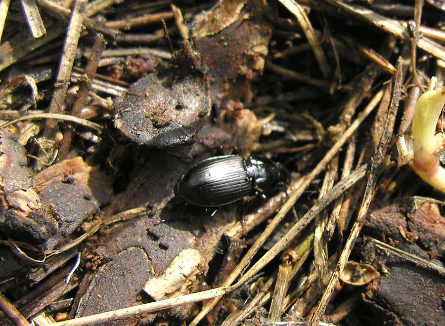 Ground beetle - not IDd