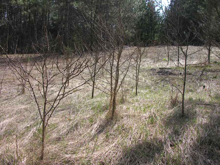 Zanthoxylum americanum - Prickly Ash