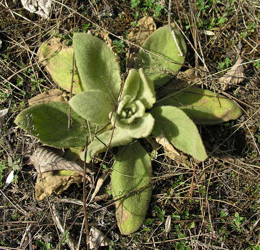 Verbascum thapsus - Common Mullein