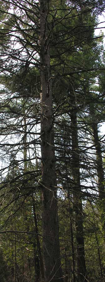 Picea glauca - White spruce