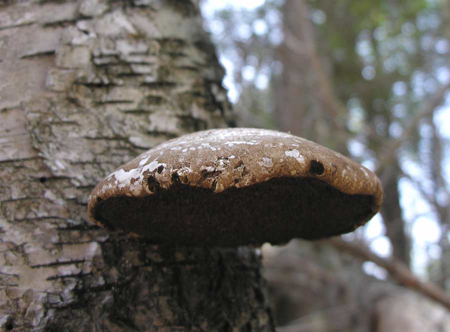 Piptoporus betulinus - Birch Polypore