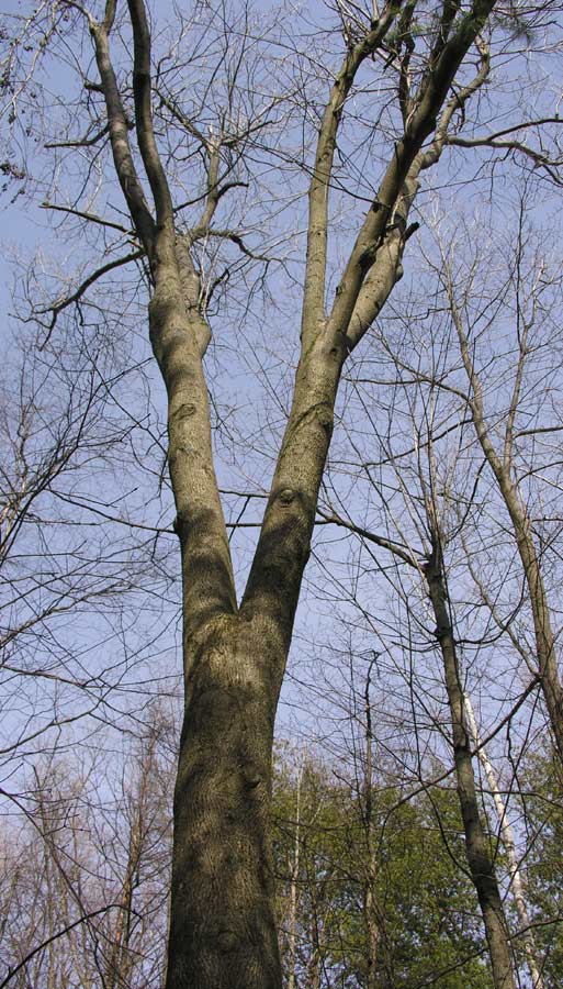 Carya cordiformis - Bitternut Hickory