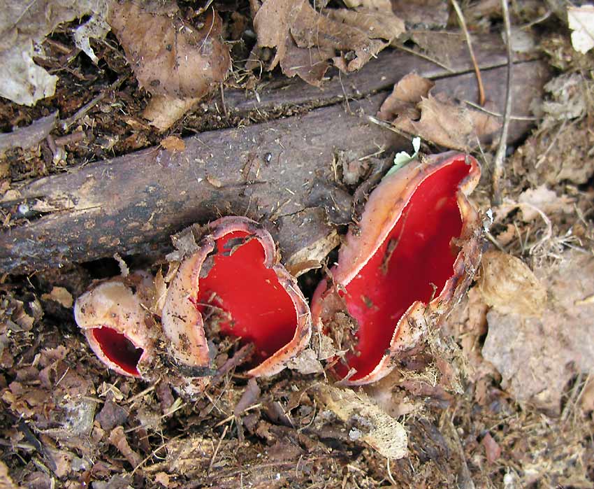 Sarcoscypha austriaca - Scarlet cup fungi