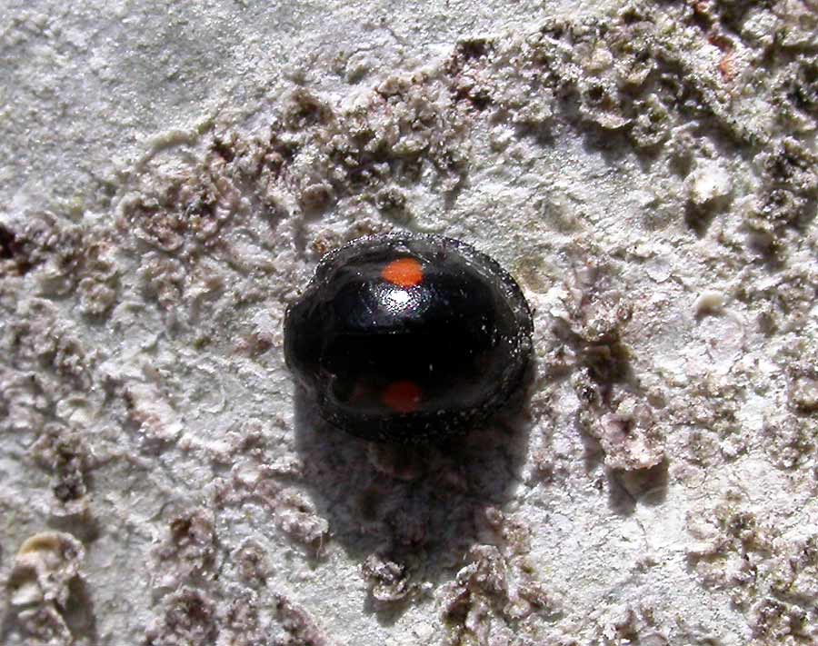 Chilocorus stigma - Twice-stabbed Lady Beetle