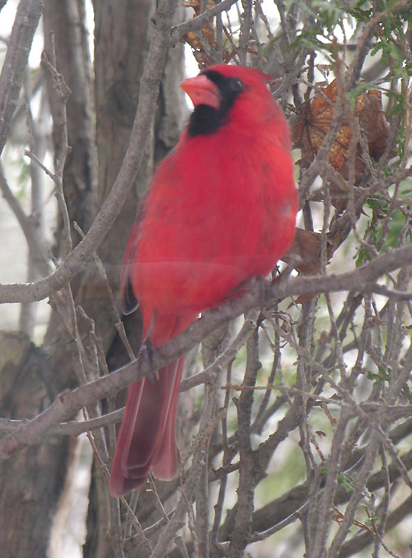 Cardinalis cardinalis - Northern Cardinal