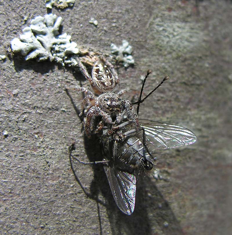 Eris Militaris - Bronze Jumping Spider - female with prey