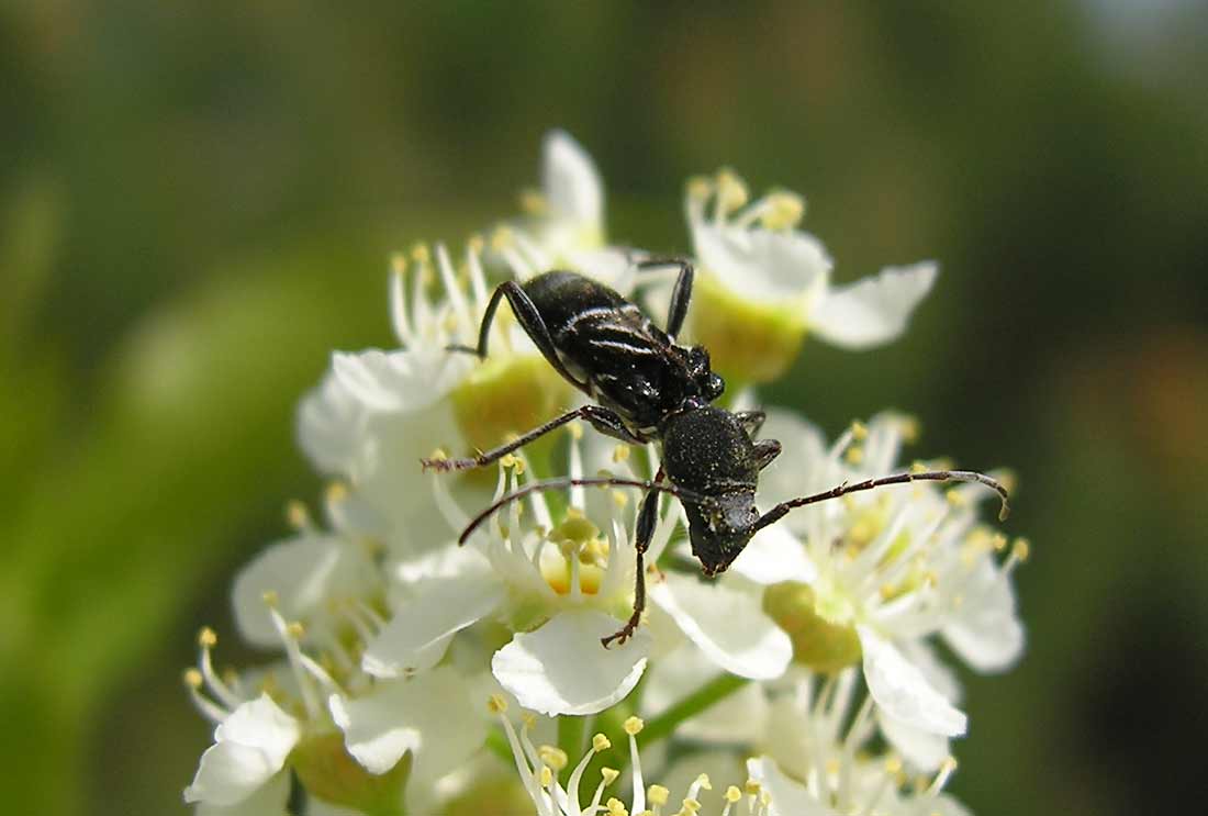 Cyrtophorus verrucosus - view 3